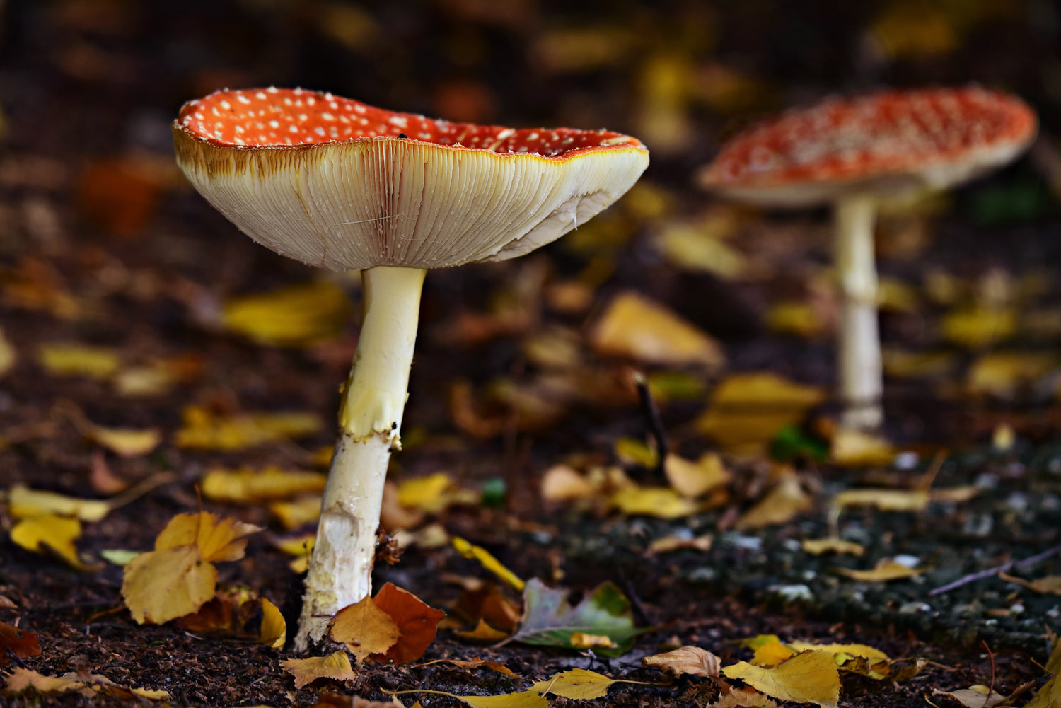 Mushroom Handicrafts